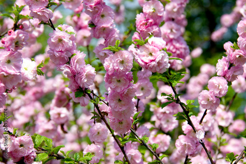 All flowers in the bush sakura, pink flowers. Macro shooting blooming flower. Sakura branch in flowers. © Julia Studenikina