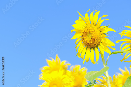 Sun flower and copy space with blue sky
