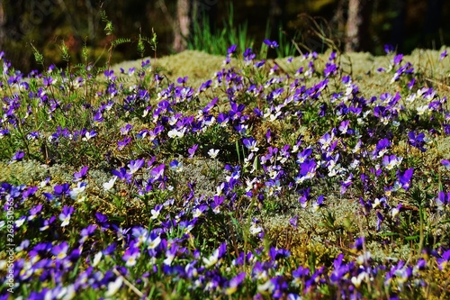 Viola cornuta on reindeer moss, sweden.