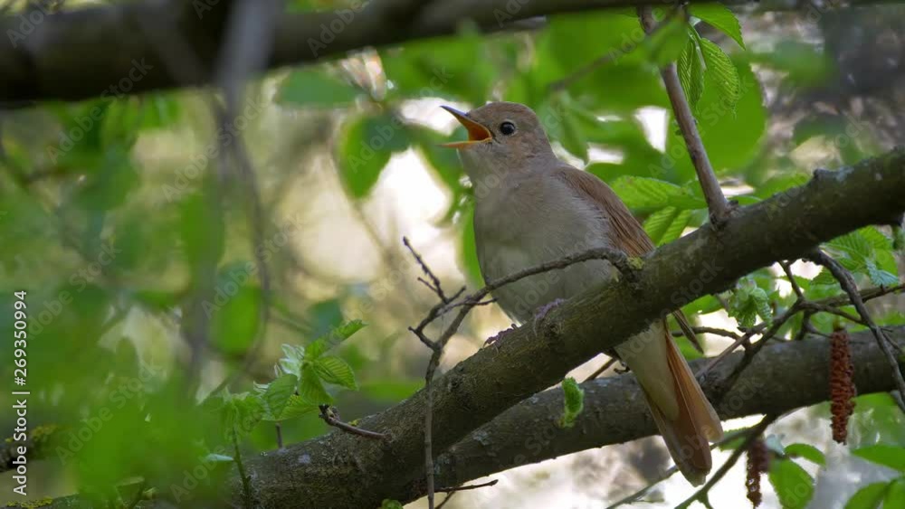 Common nightingale (Luscinia megarhynchos) singing Common nightingale (Luscinia megarhynchos) singing