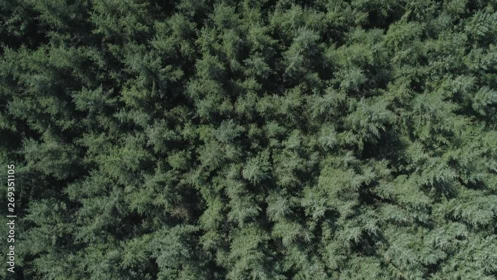 Drone Forest Fly Over Drone Forest Fly Over