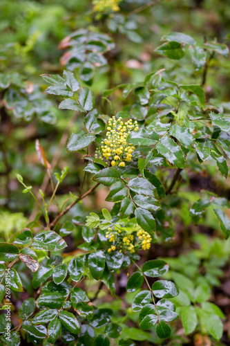 Spring bright shrub that blooms in spring with yellow flowers-mahonia. After the rain in the park.