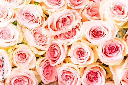 Bright pink natural roses as a background.