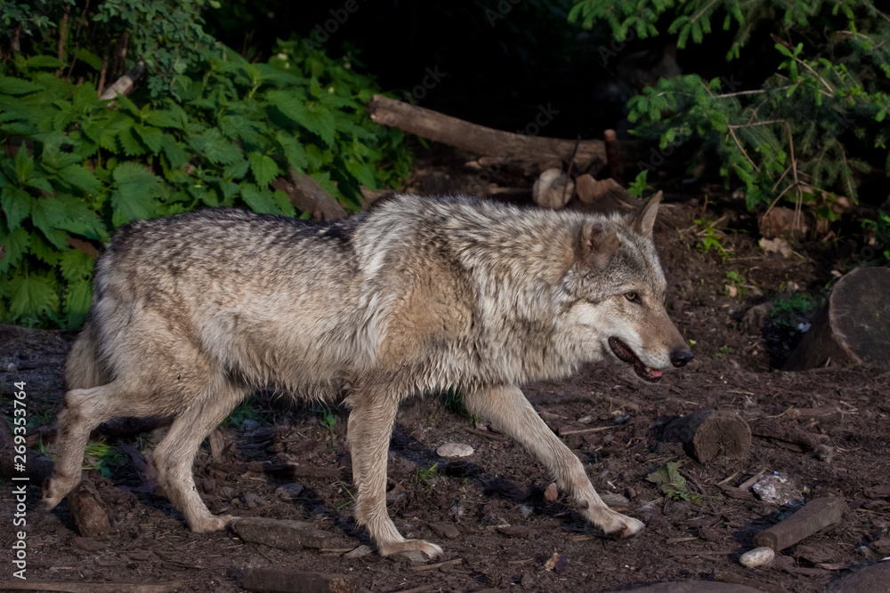 wolf in profile in summer against a background of green bushes. wolf in profile in summer against a background of green bushes.