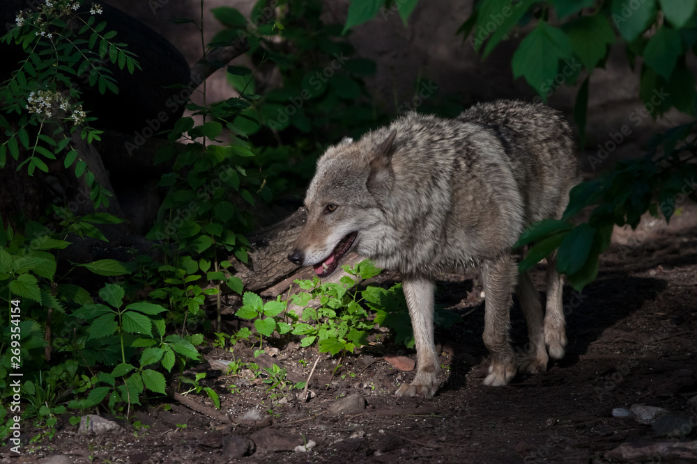 A powerful wolf (female wolf) emerges from the green thicket of a dark summer forest. The predatory wild animal is beautifully lit by the setting sun. A powerful wolf (female wolf) emerges from the green thicket of a dark summer forest. The predatory wild animal is beautifully lit by the setting sun.