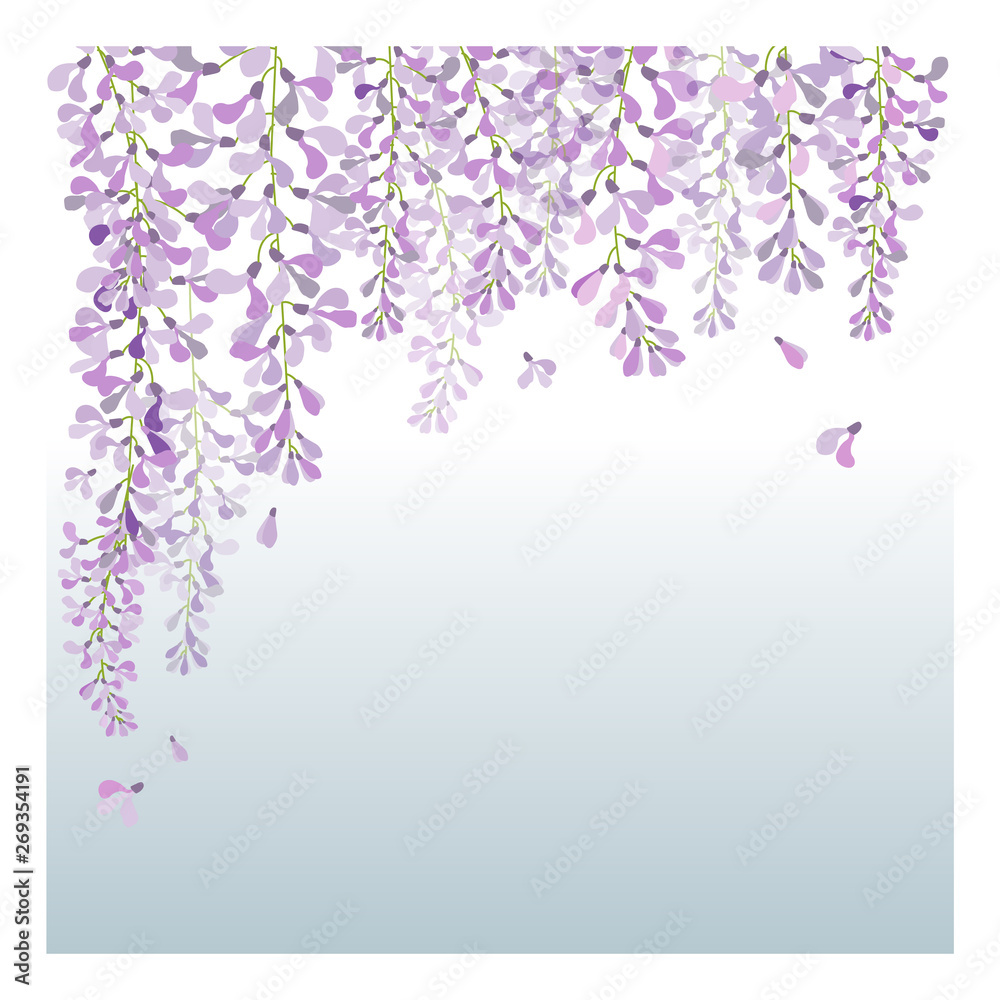 wisteria flower , beautiful flower with purple white and pink wisteria flower , beautiful flower with purple white and pink