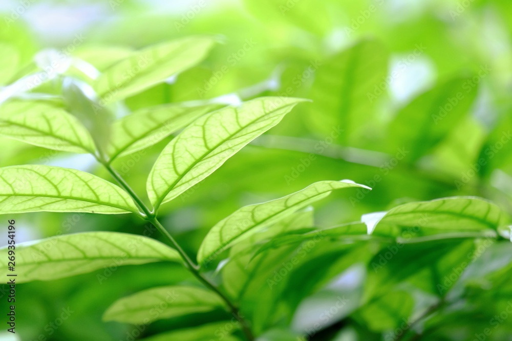 Blurred tropical plant leaves with warm light growing in botanical garden and green nature background Blurred tropical plant leaves with warm light growing in botanical garden and green nature background