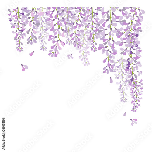 wisteria flower , beautiful flower with purple white and pink photo