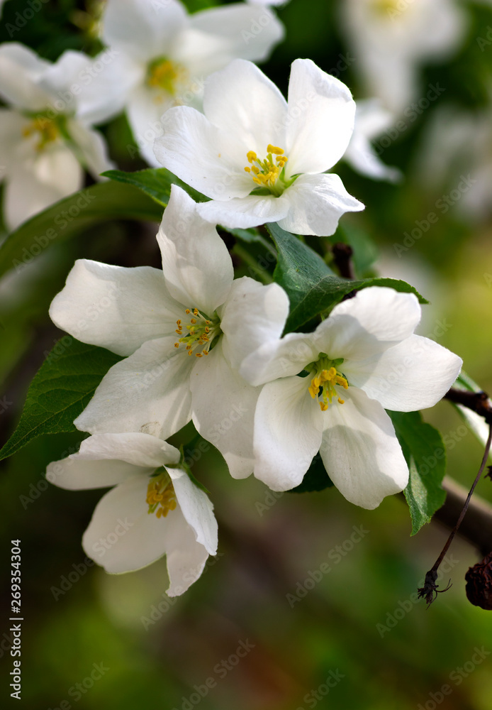 White flowers of apple trees on the branch.
