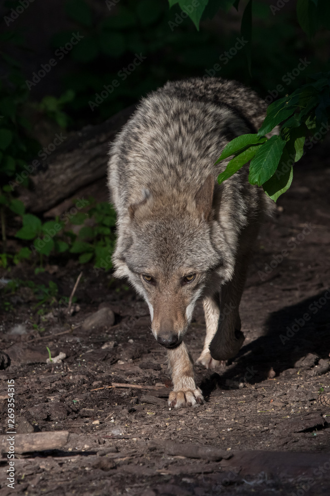 A powerful wolf  comes out of the thicket of the forest with its head down, as if tracking down prey while hunting, a powerful and powerful animal beautifully lit by the setting sun.