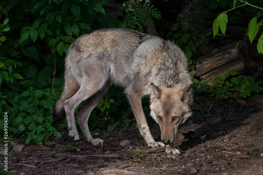 a skinny wolf with shabby hair and cowardly does bad things, a wolf from a fairy tale is a red cap. a skinny wolf with shabby hair and cowardly does bad things, a wolf from a fairy tale is a red cap.