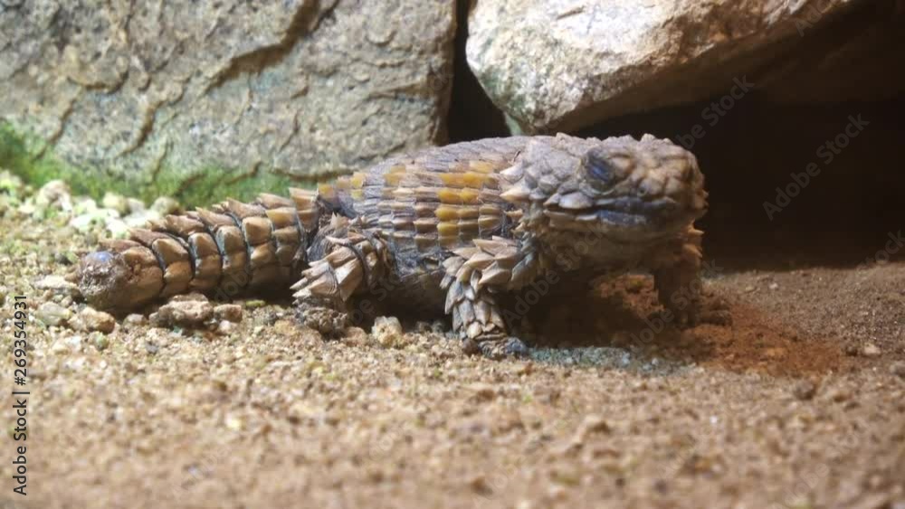 Armadillo girdled lizard, Ouroborus cataphractus, Armadillo spiny-tailed lizard, 4K Armadillo girdled lizard, Ouroborus cataphractus, Armadillo spiny-tailed lizard, 4K