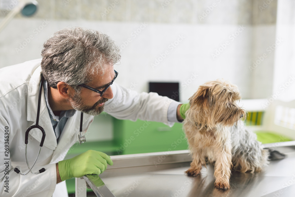 veterinarian examine dog at veterinary clinic veterinarian examine dog at veterinary clinic