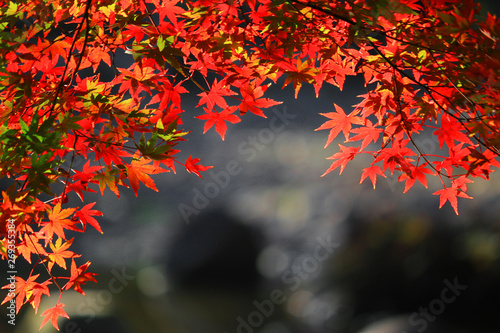 A view of a Japanese garden with reddish maple leaves and a pond
