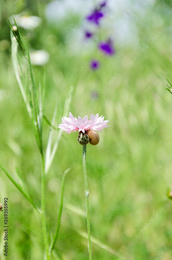 Pink knapweed in the green garden.Vertical shot Pink knapweed in the green garden.Vertical shot