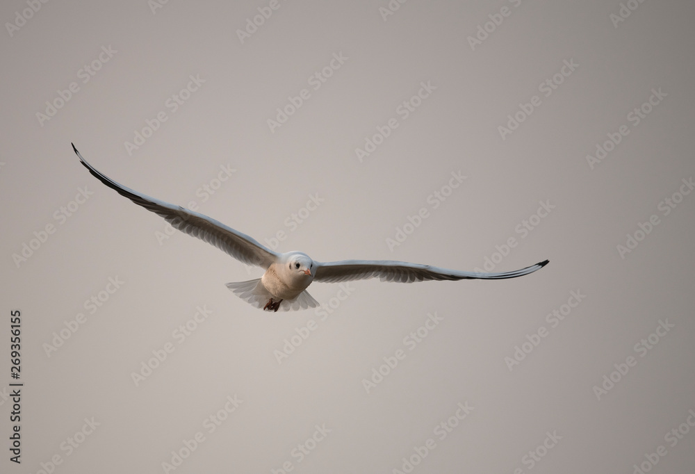 Black headed gull flying over lake in the morning Black headed gull flying over lake in the morning