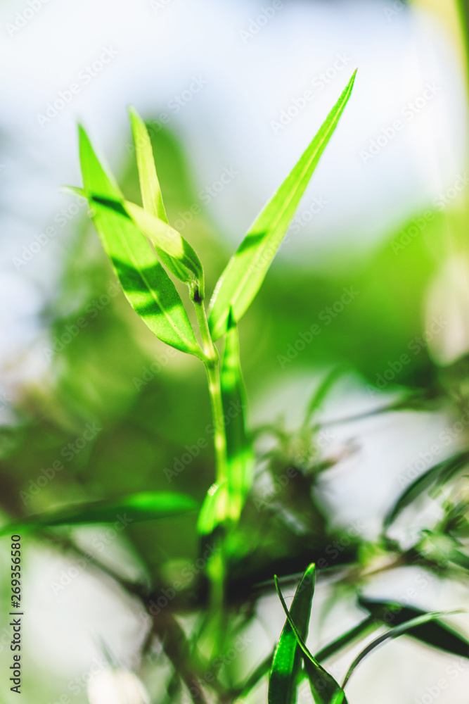 Young green plant