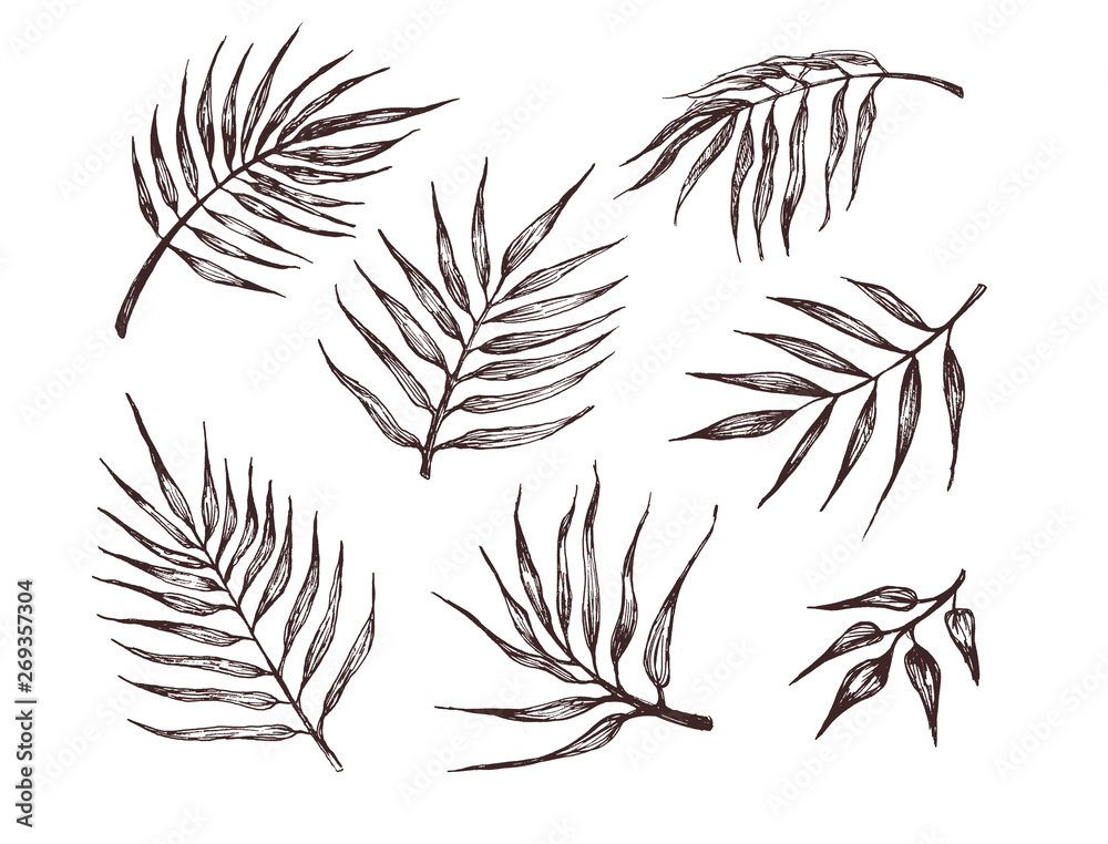 Obraz premium Collection of tropical leaves. Hand drawn illustration of palm leaves. For pattern, logo, template, banner, posters, invitation and greeting card design.
