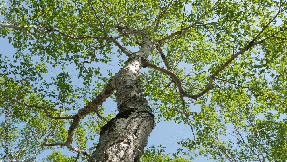 Fototapeta premium tree with green leaves