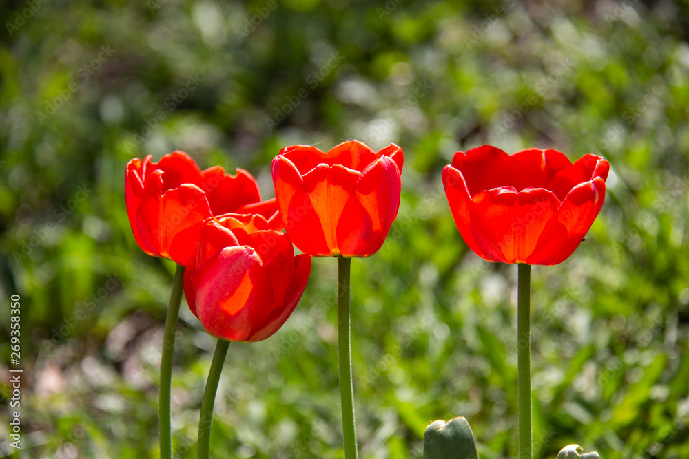 Bright red tulip on a green background. Spring macro. Bright red tulip on a green background. Spring macro.