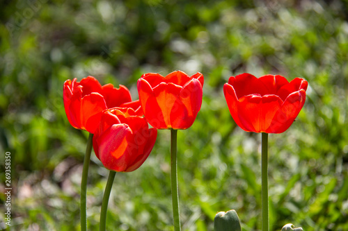 Bright red tulip on a green background. Spring macro.