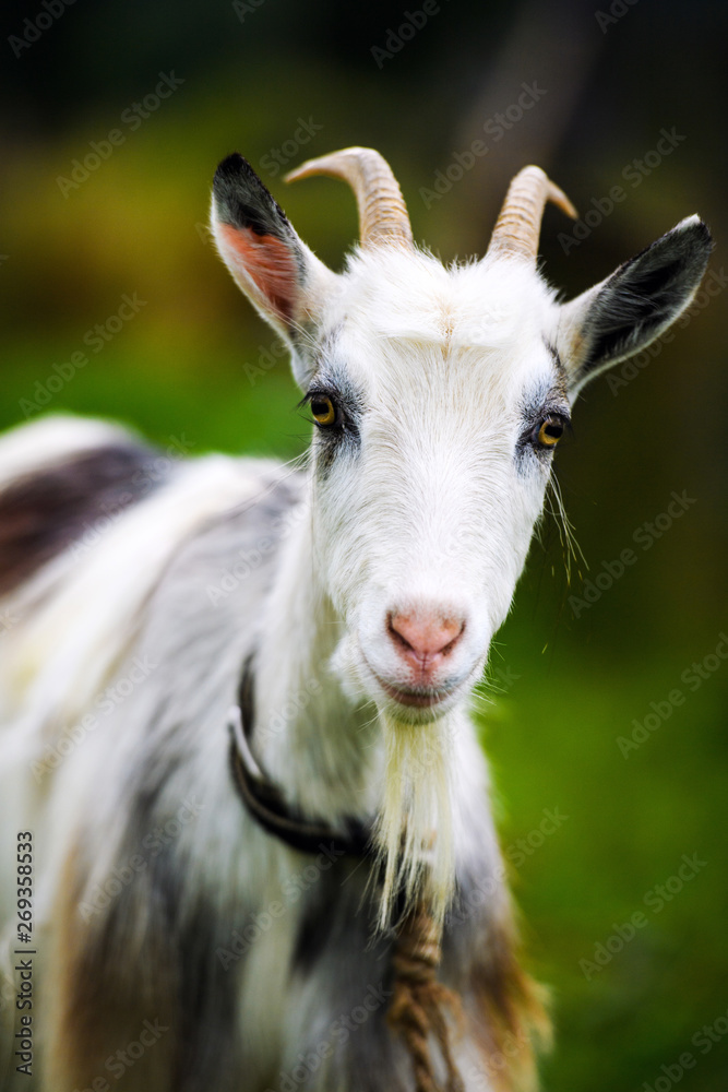 Goat on the green summer meadow Goat on the green summer meadow