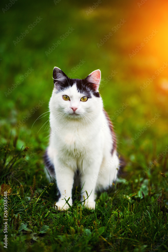 Cute cat on green grass Cute cat on green grass