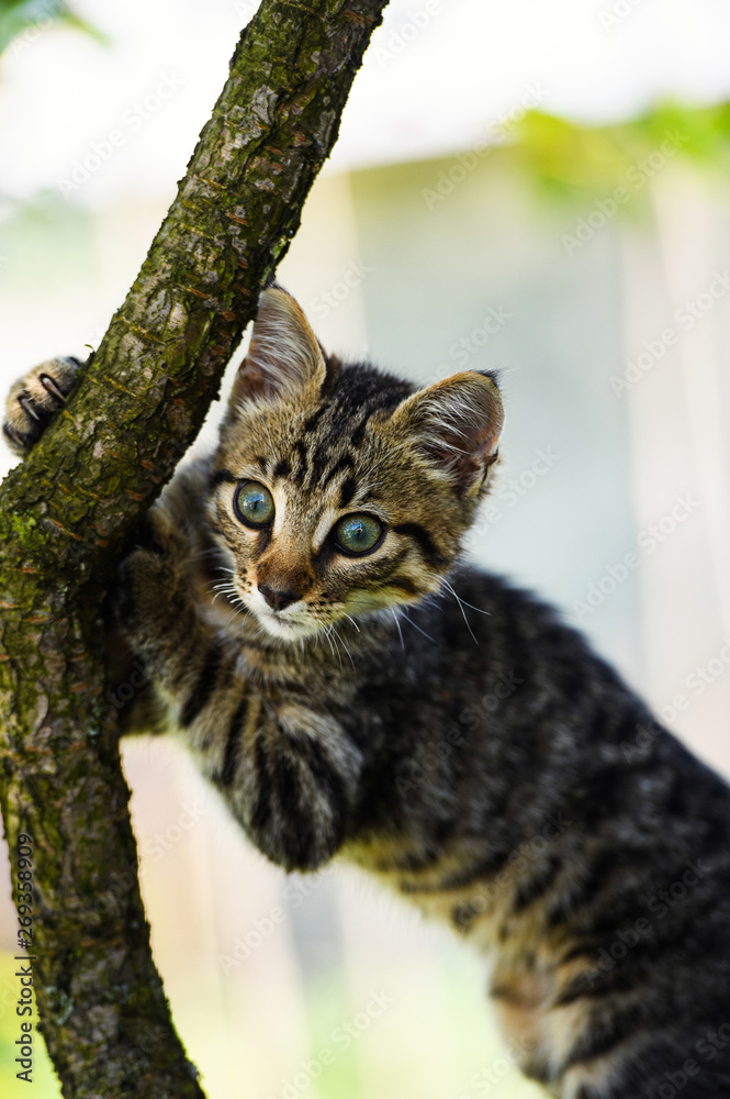 Cute little kitten on a tree