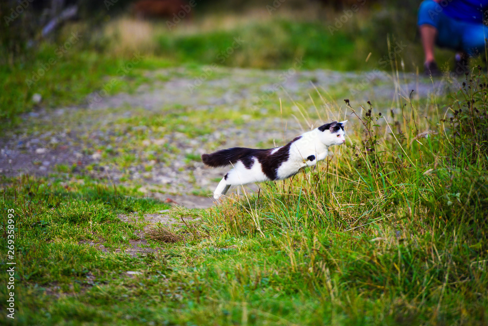 hunting cat jumping through grass