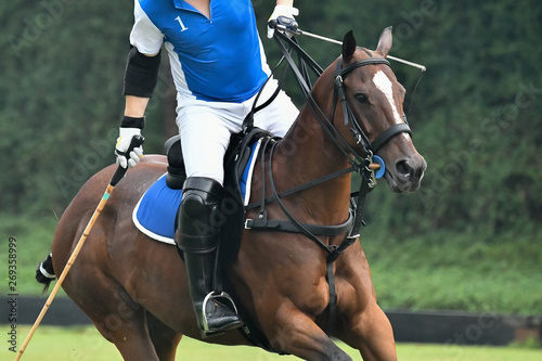 horse polo player in the blue polo shirt are riding a horse in polo match. © Hola53
