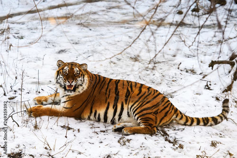 Fototapeta premium Beautiful Amur tiger on snow. Tiger in winter forest