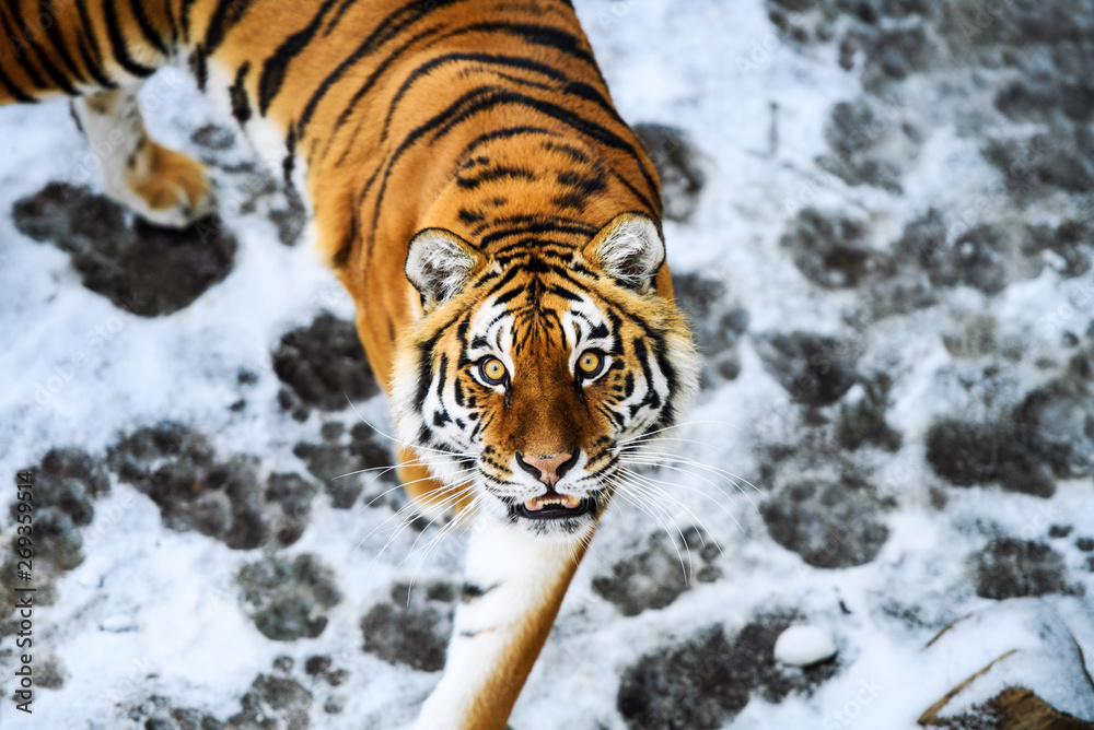 Obraz premium Beautiful Amur tiger on snow. Tiger in winter forest