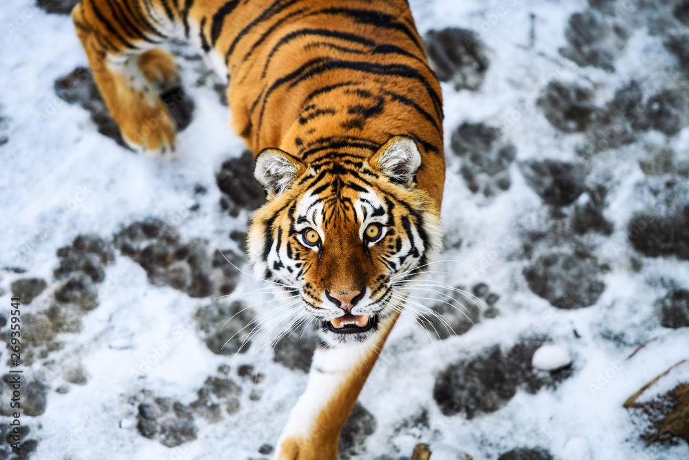 Obraz premium Beautiful Amur tiger on snow. Tiger in winter forest