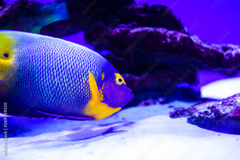 Wonderful and beautiful underwater world with corals and tropical fish. Wonderful and beautiful underwater world with corals and tropical fish.