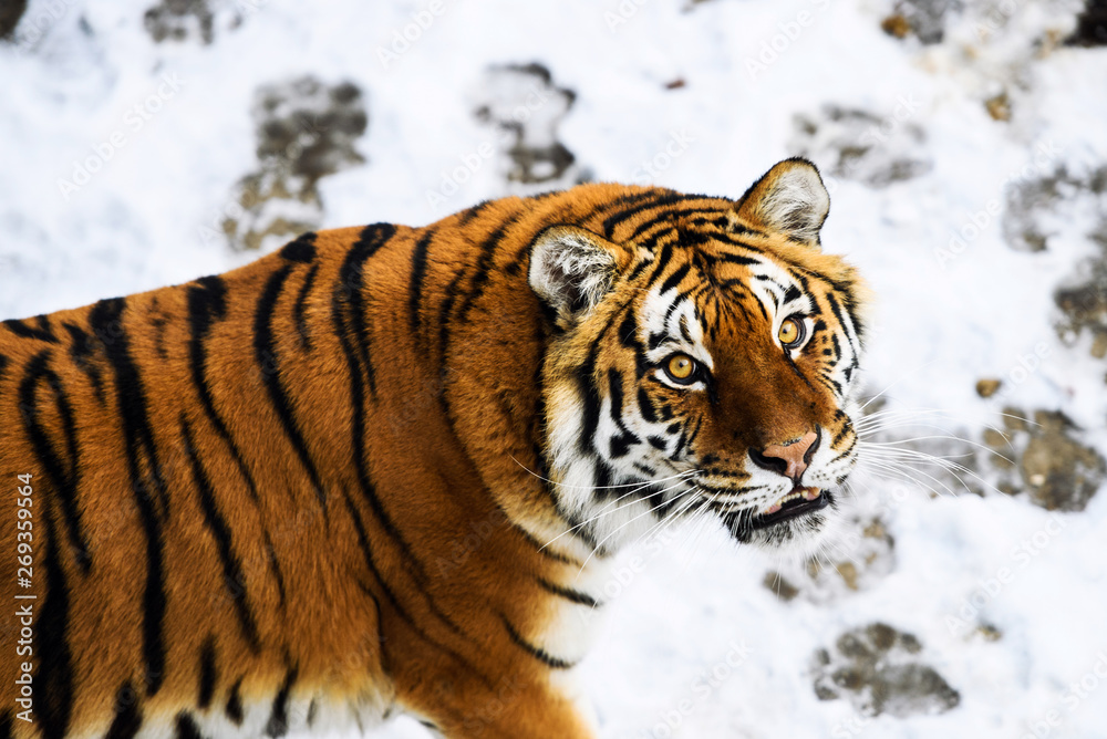 Obraz premium Beautiful Amur tiger on snow. Tiger in winter forest