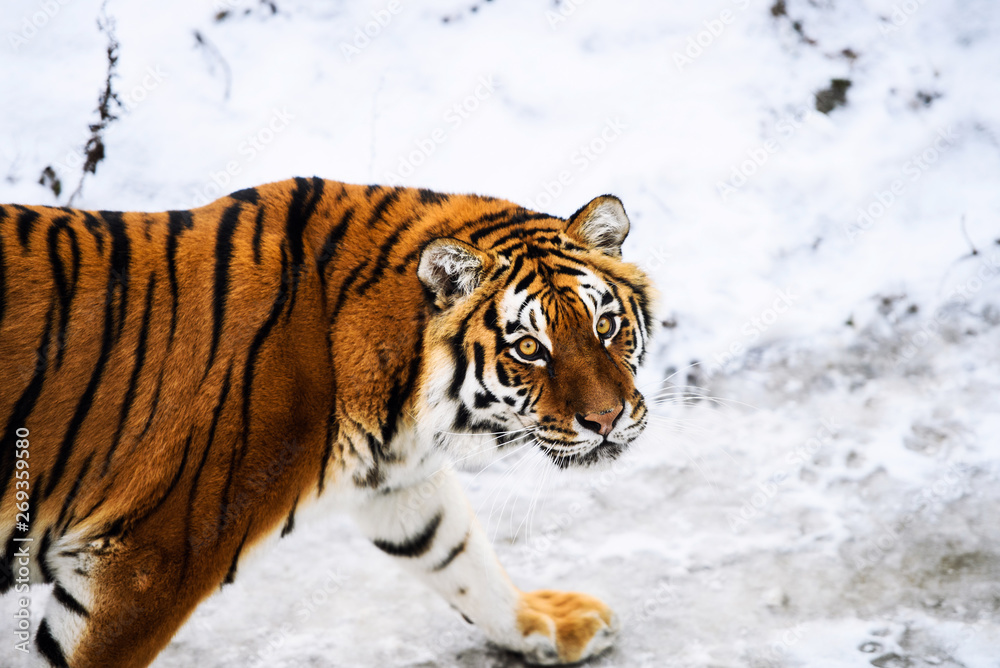 Obraz premium Beautiful Amur tiger on snow. Tiger in winter forest