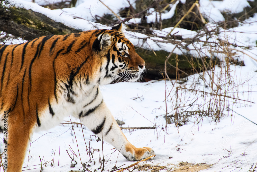 Obraz premium Beautiful Amur tiger on snow. Tiger in winter forest