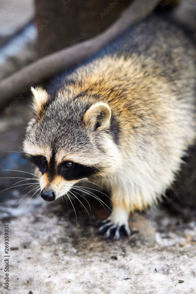 Raccoon portrait