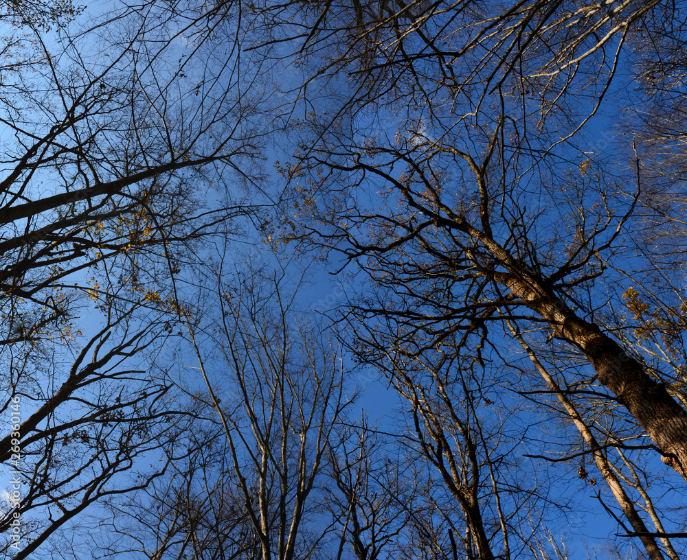 the blue sky seen among the trees in the forest the blue sky seen among the trees in the forest