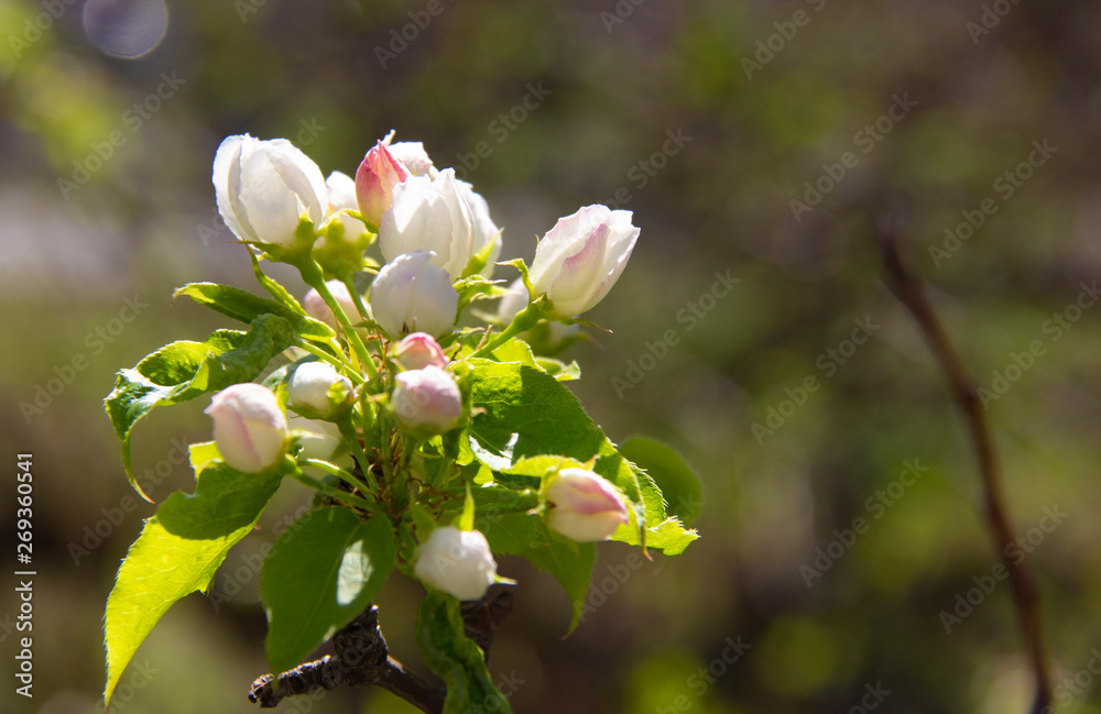 Delicate pink flower buds on the apple tree branch. Delicate pink flower buds on the apple tree branch.