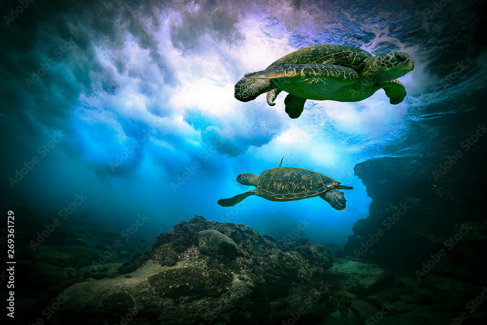 Obraz premium Green turtles playing in the waves