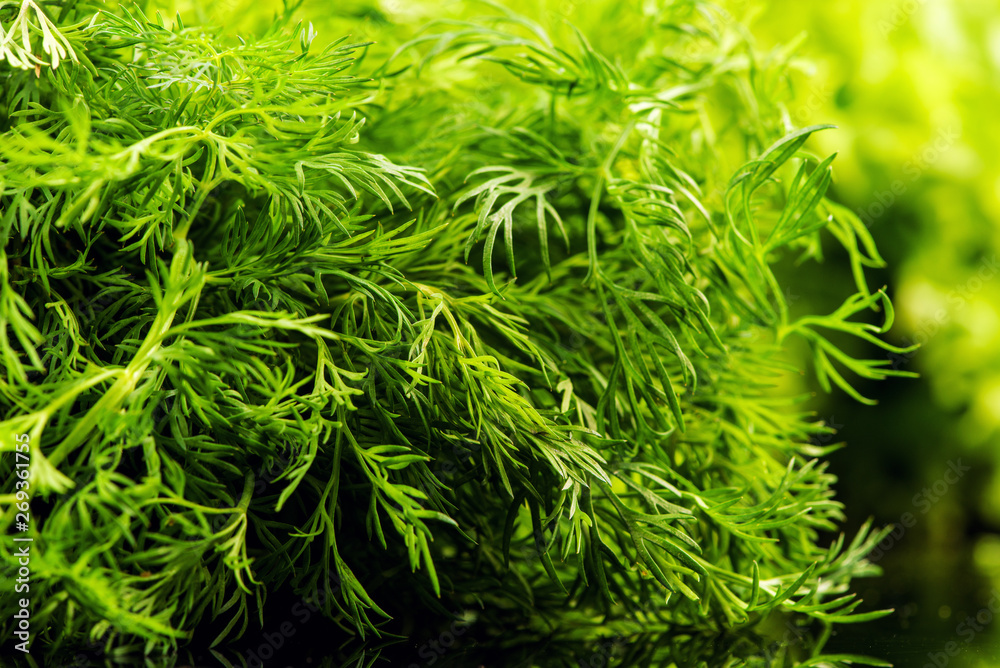 dill on a black background dill on a black background