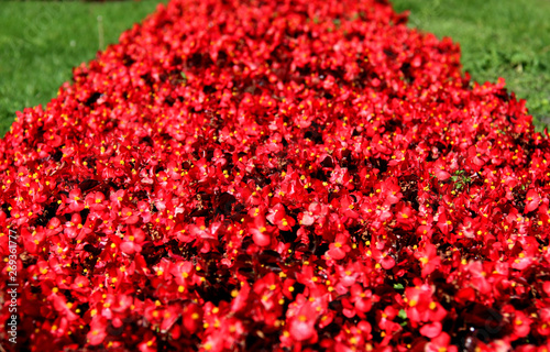 Flowerbed strip of red flowers.