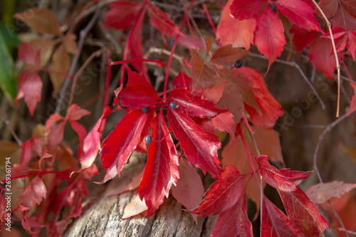 Rotschimmerndes Herbstlaub