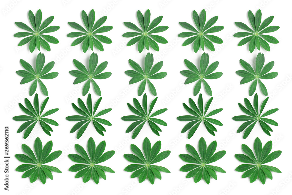 pattern of fresh leaves of lupine on a white background. flat lay, top view