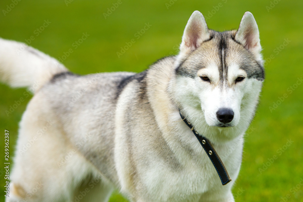 Husky dog