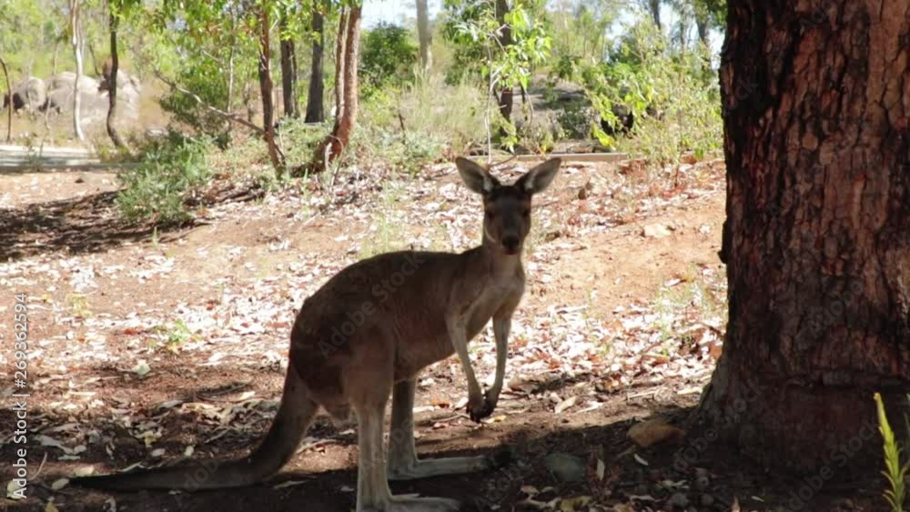 a single shot of kangaroo next to a tree a single shot of kangaroo next to a tree