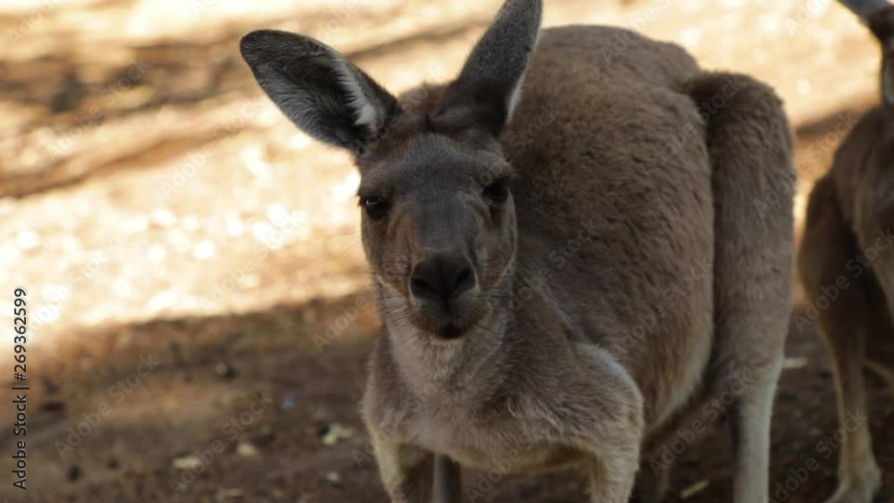 closeup shot to a kangaroo closeup shot to a kangaroo