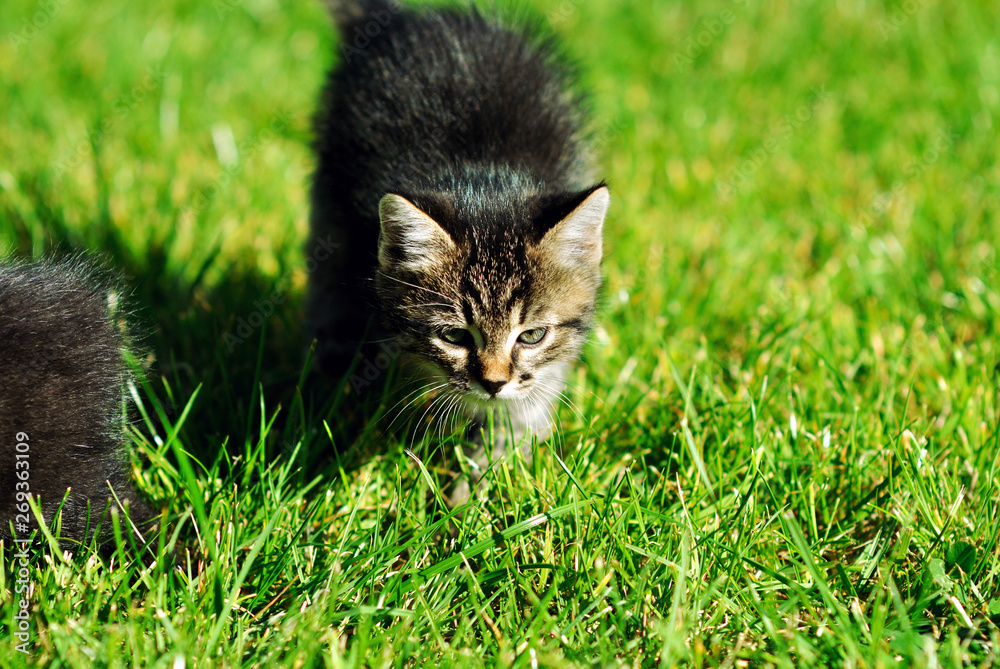Cute little kitten on green grass