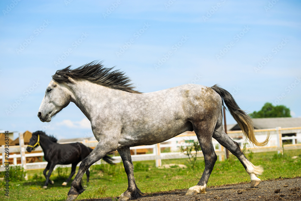 Portrait of beautiful horse in summer